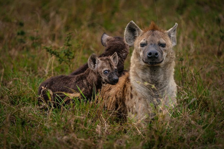 059 Masai Mara, gevlekte hyena.jpg